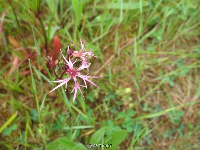 2007 05 Séjour en Brenne 085